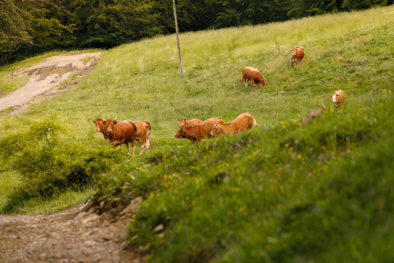 Agriturismo Carovane Compiano Extérieur photo