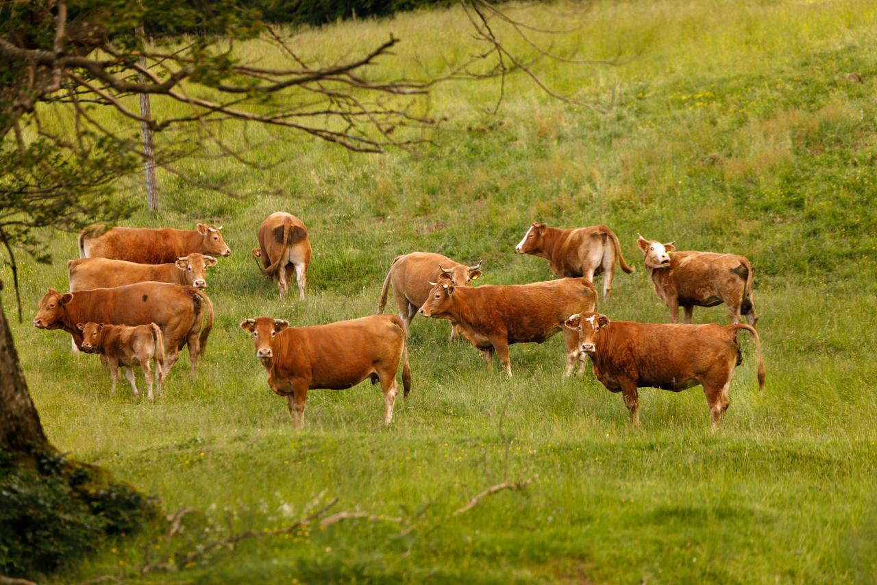 Agriturismo Carovane Compiano Extérieur photo